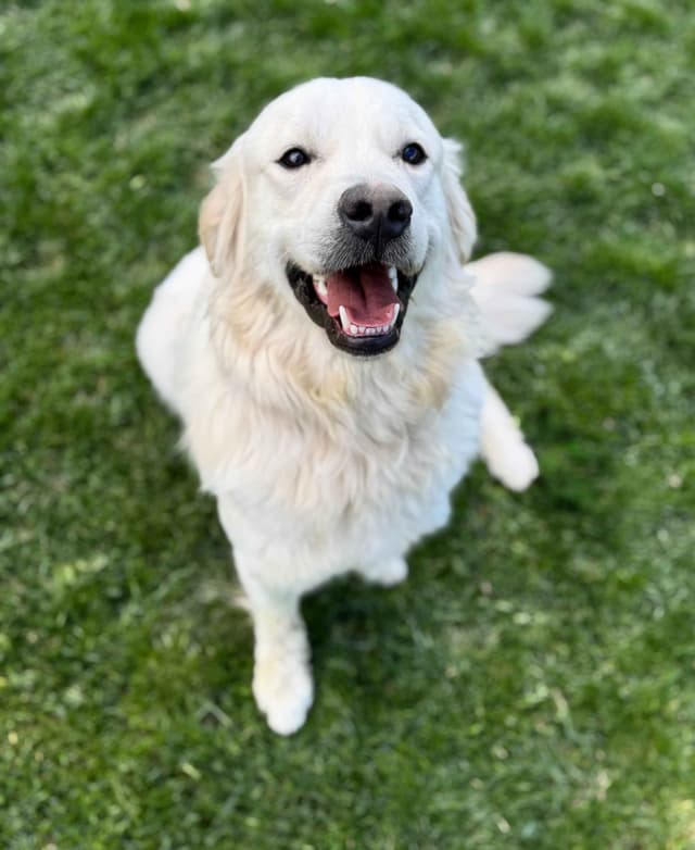 Golden Retriever Puppies- 1 male left! media 6