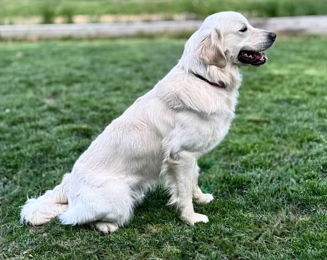 Golden Retriever Puppies- 1 male left! media 7