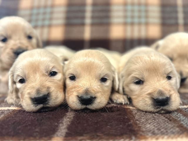 Golden Retriever Puppies- 1 male left! media 9