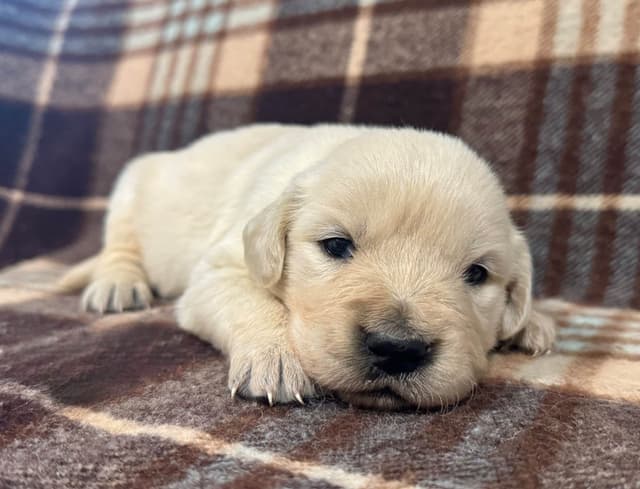 Golden Retriever Puppies- 1 male left! media 10