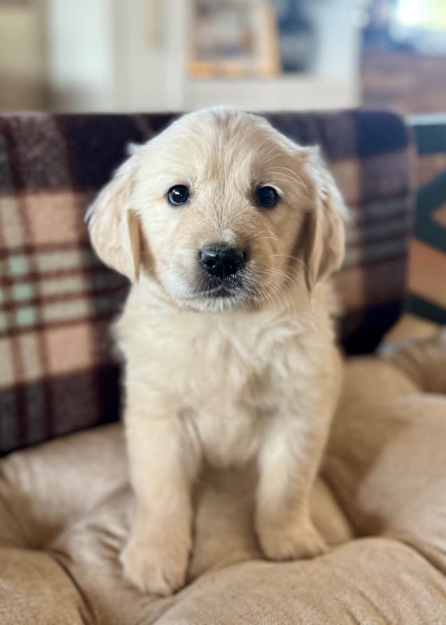 Golden Retriever Puppies- 1 male left! media 11