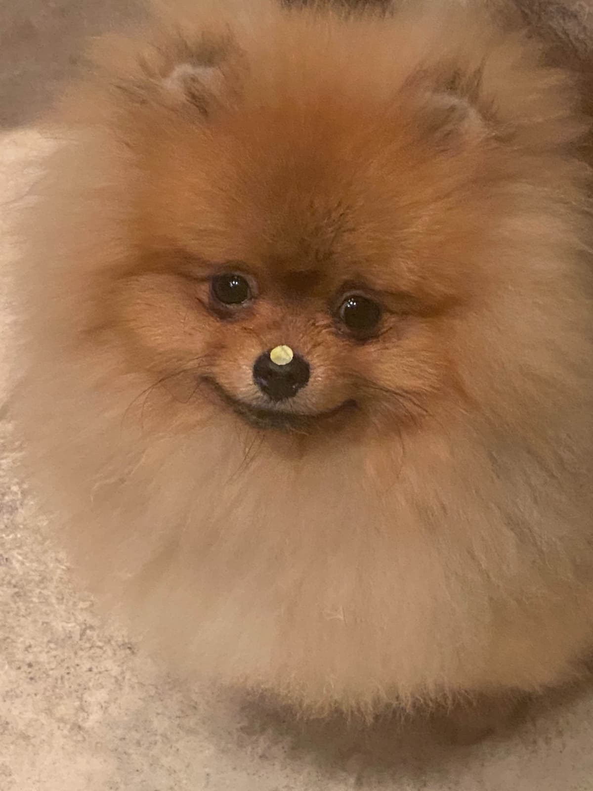 Pomeranian Puppies breeder image 1
