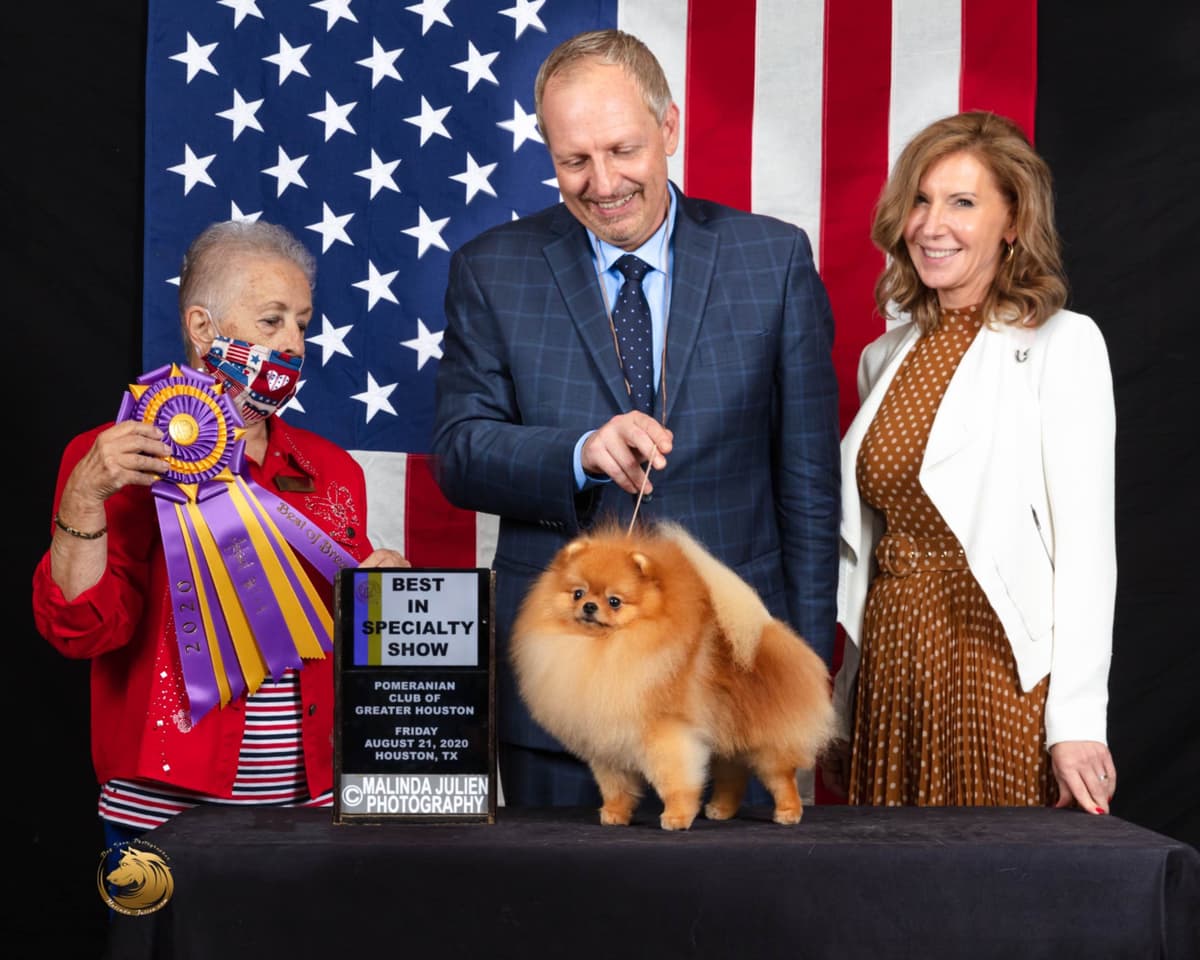 Pomeranian Puppies breeder image 2