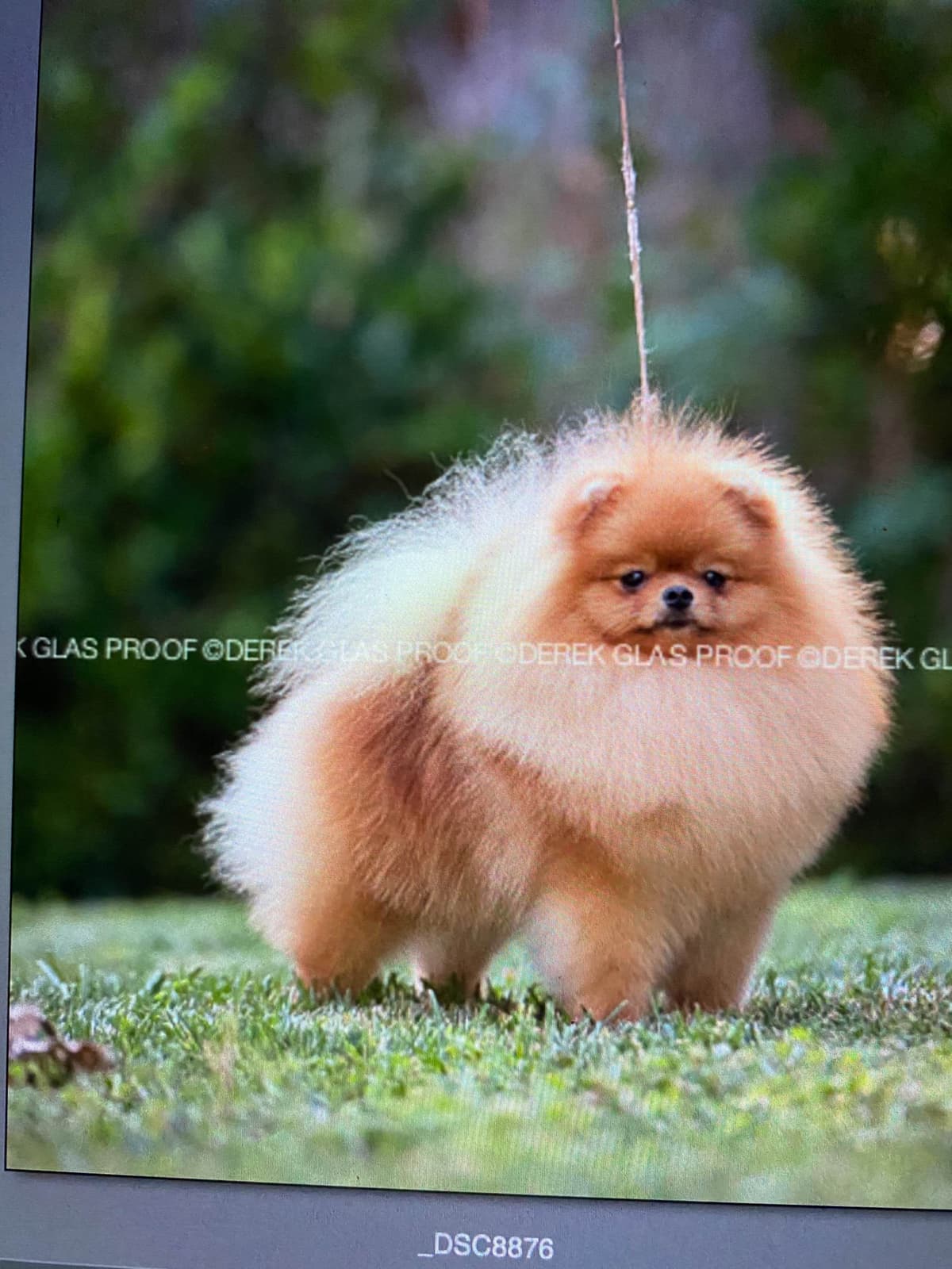 Pomeranian Puppies breeder image 3
