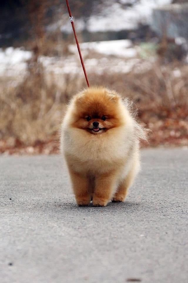 Pomeranian Puppies breeder image 4
