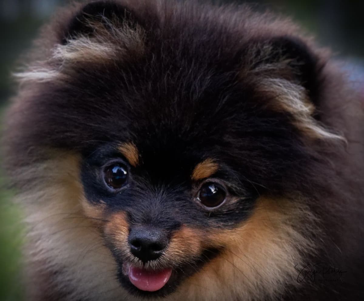Pomeranian Puppies breeder image 6