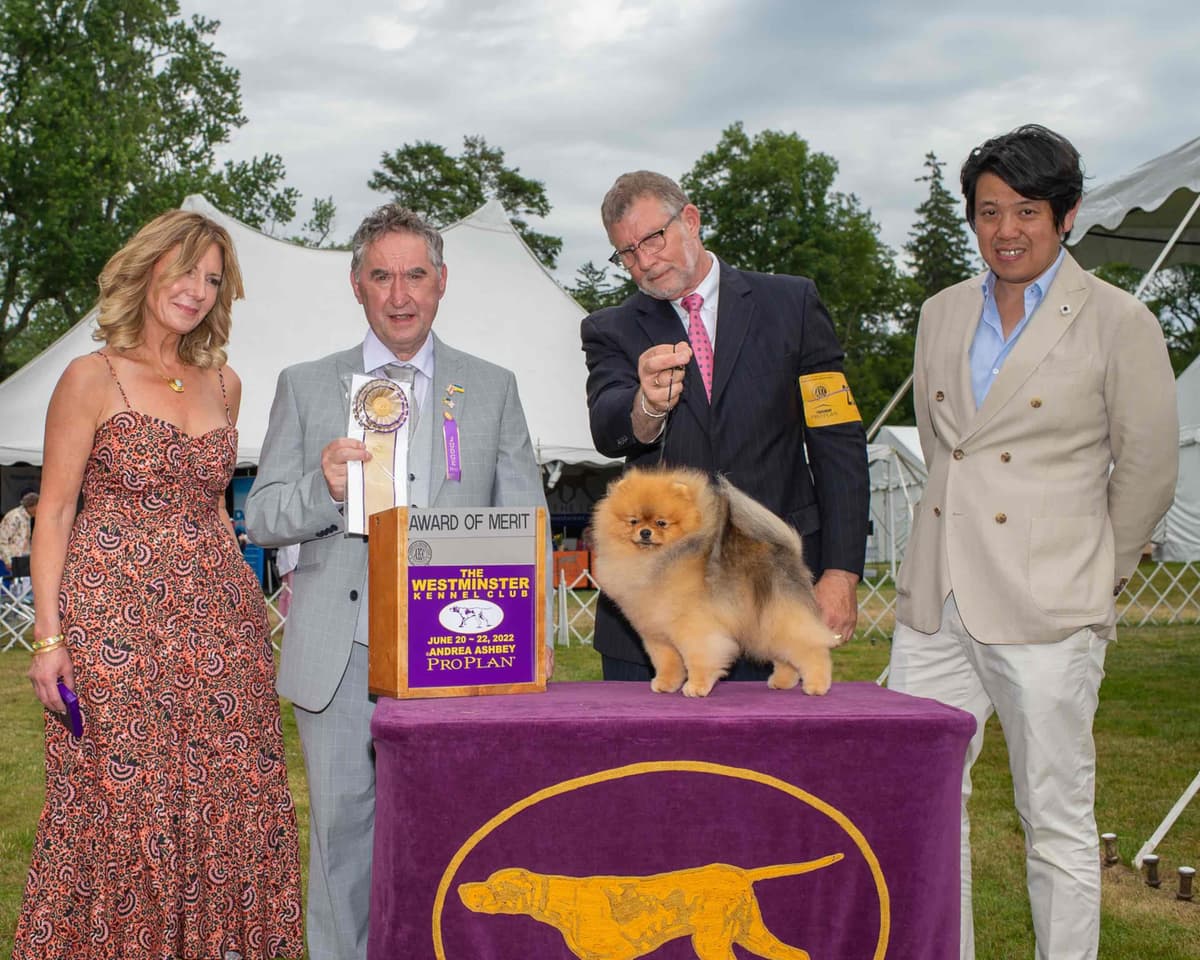 Pomeranian Puppies breeder image 9