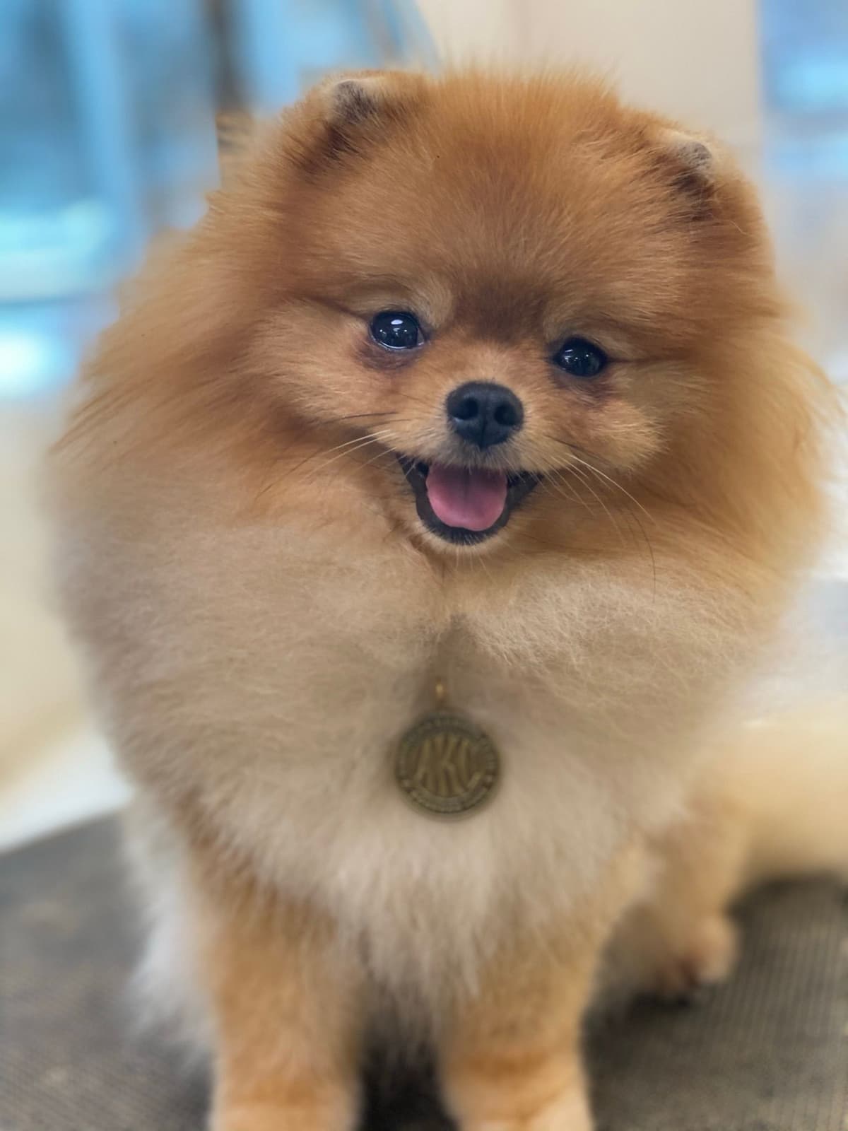 Pomeranian Puppies breeder image 8
