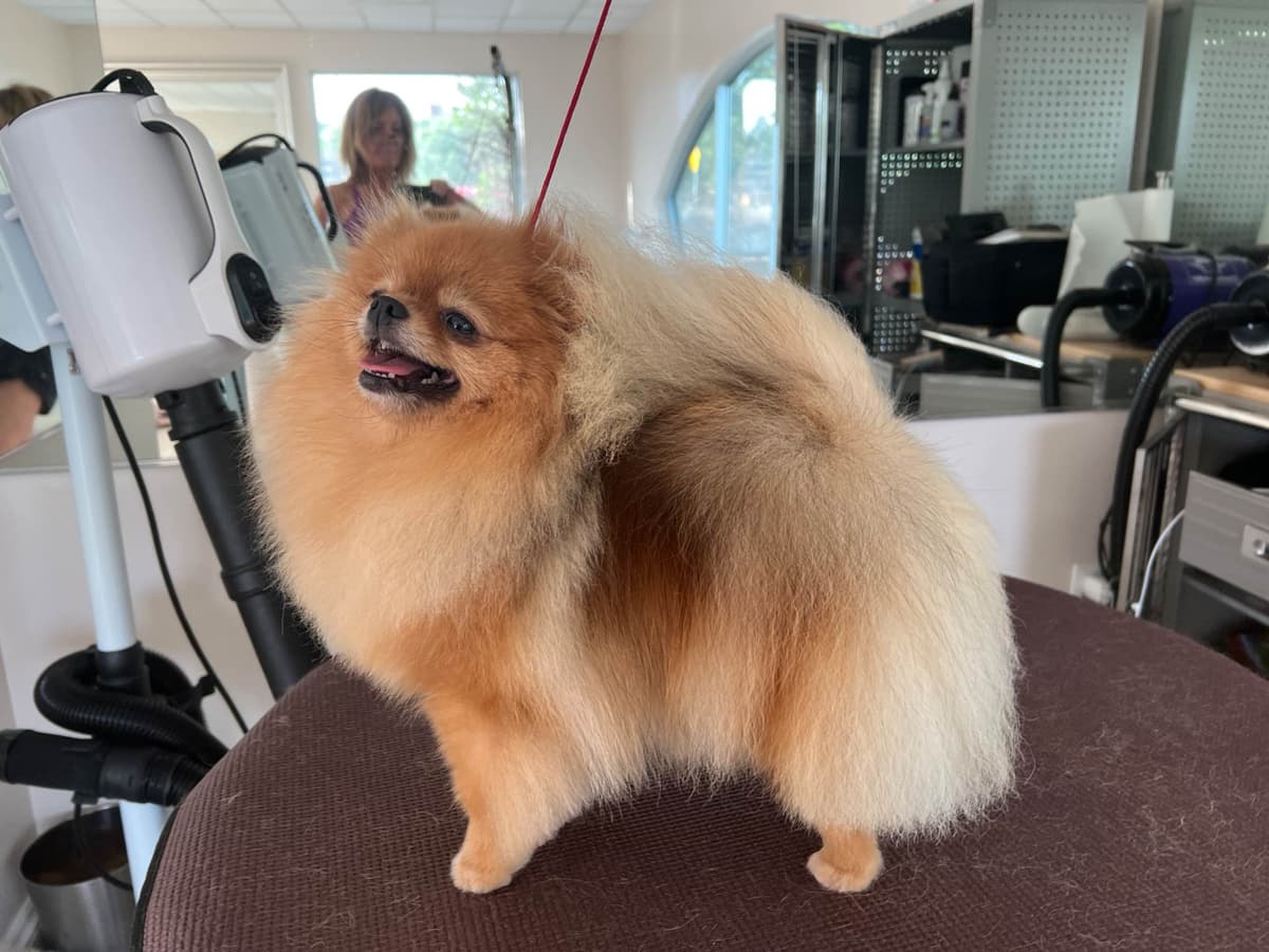 Pomeranian Puppies breeder image 10