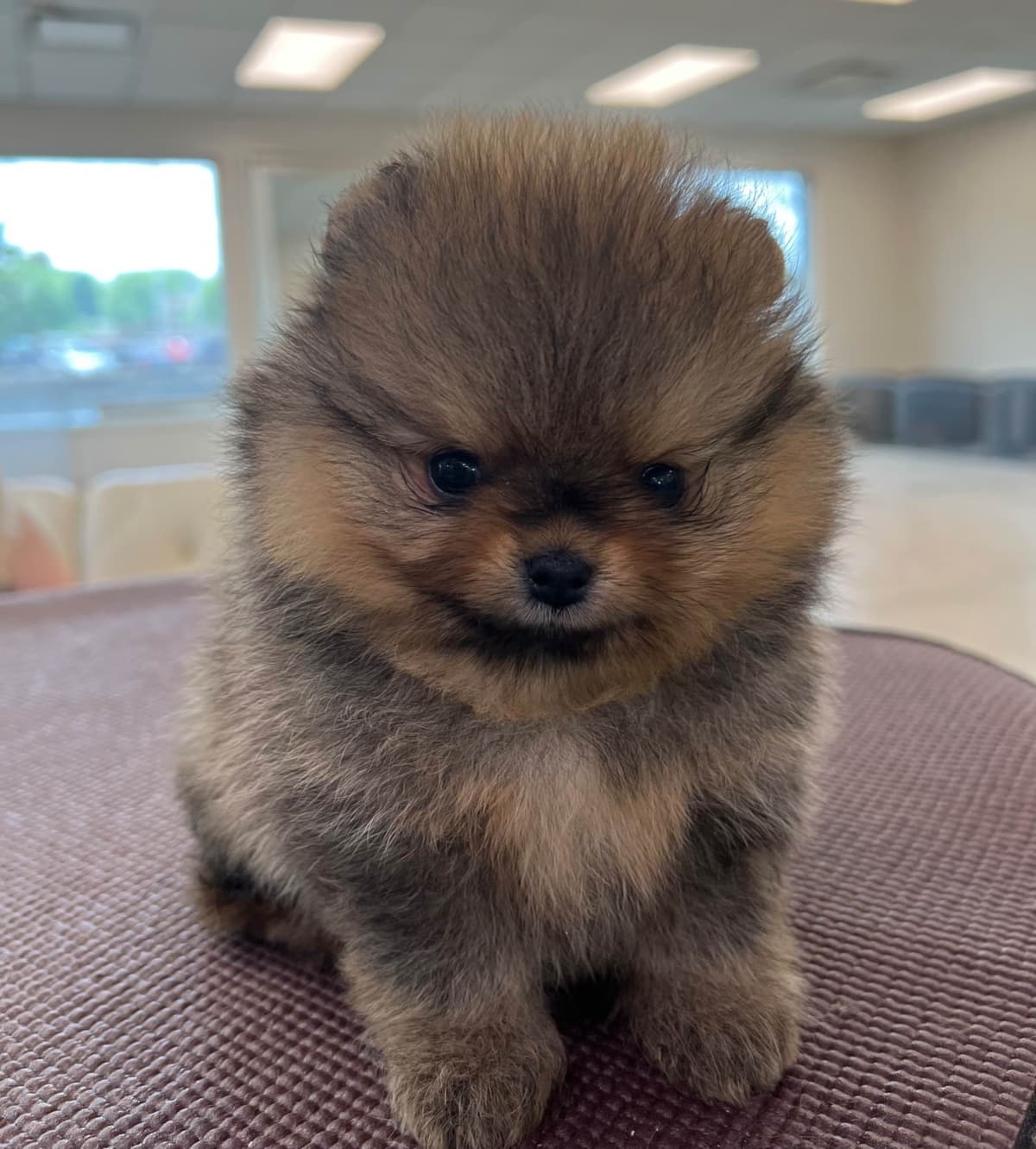 Pomeranian Puppies breeder image 12