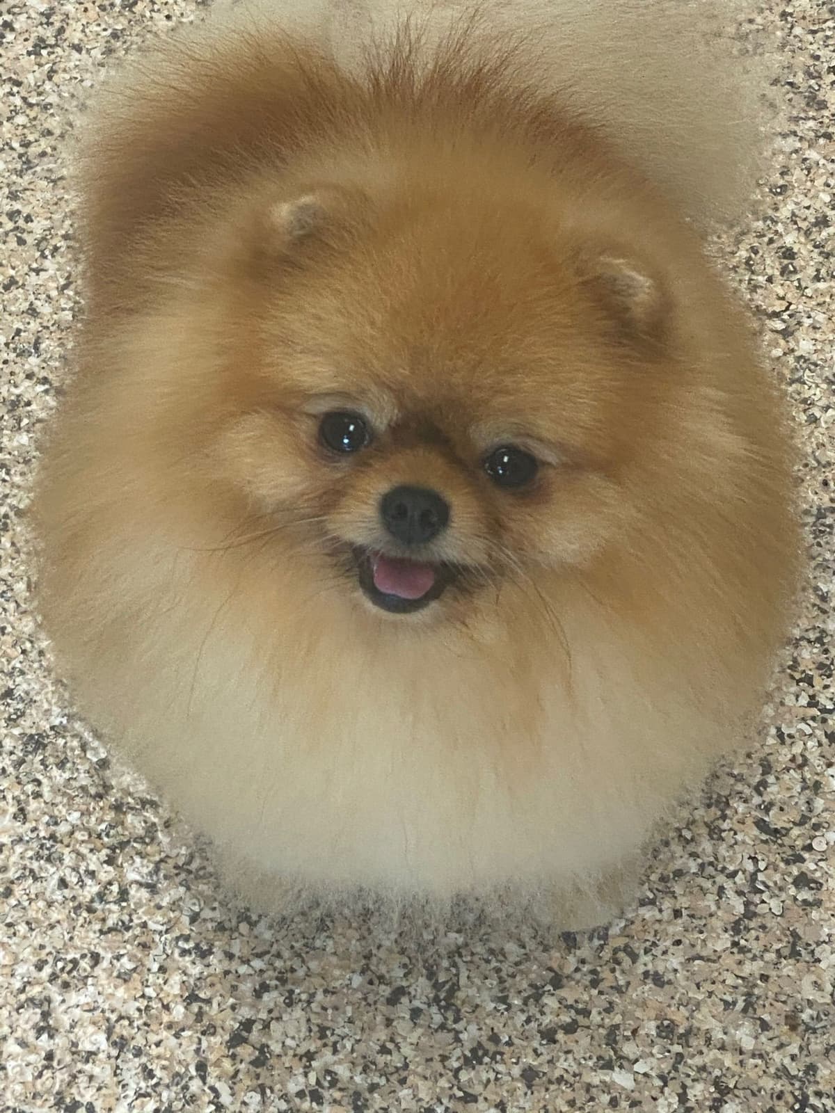 Pomeranian Puppies breeder image 15