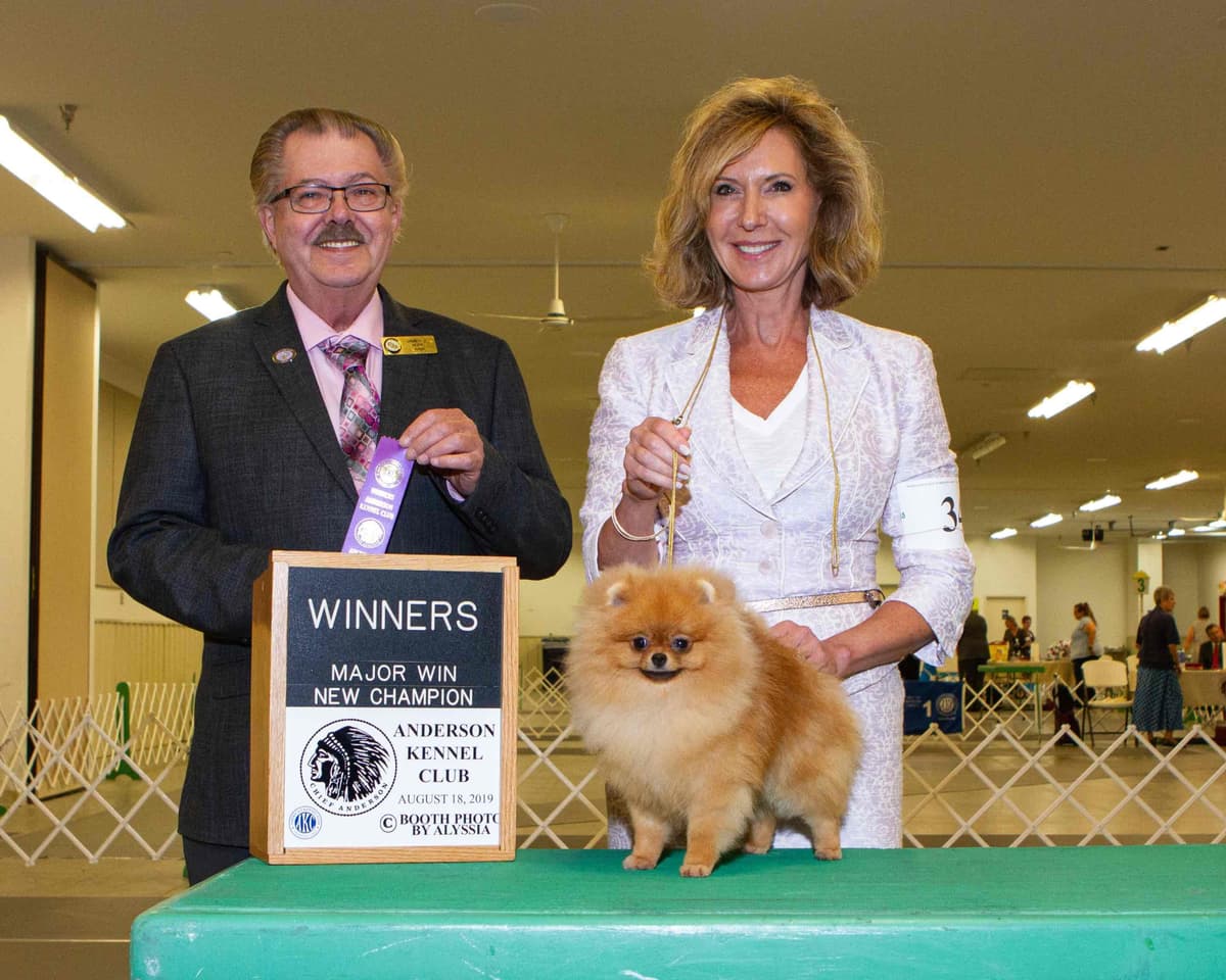 Pomeranian Puppies breeder image 16