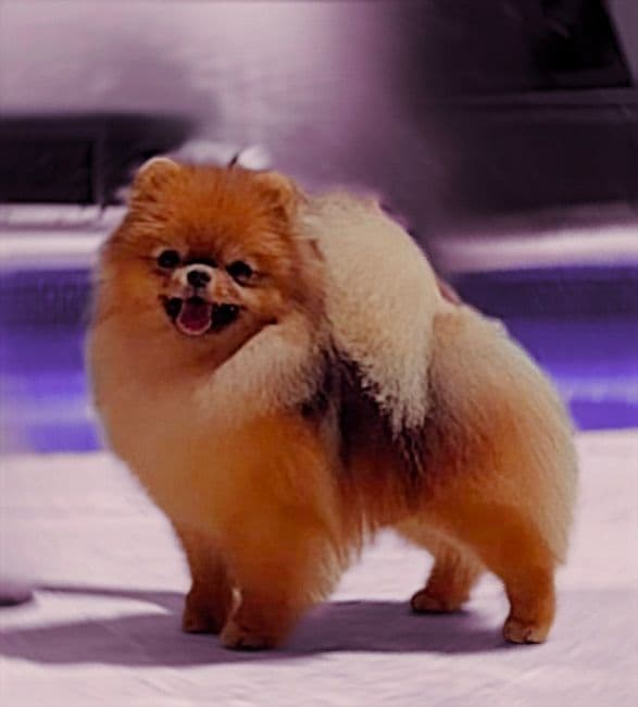 Pomeranian Puppies breeder image 17
