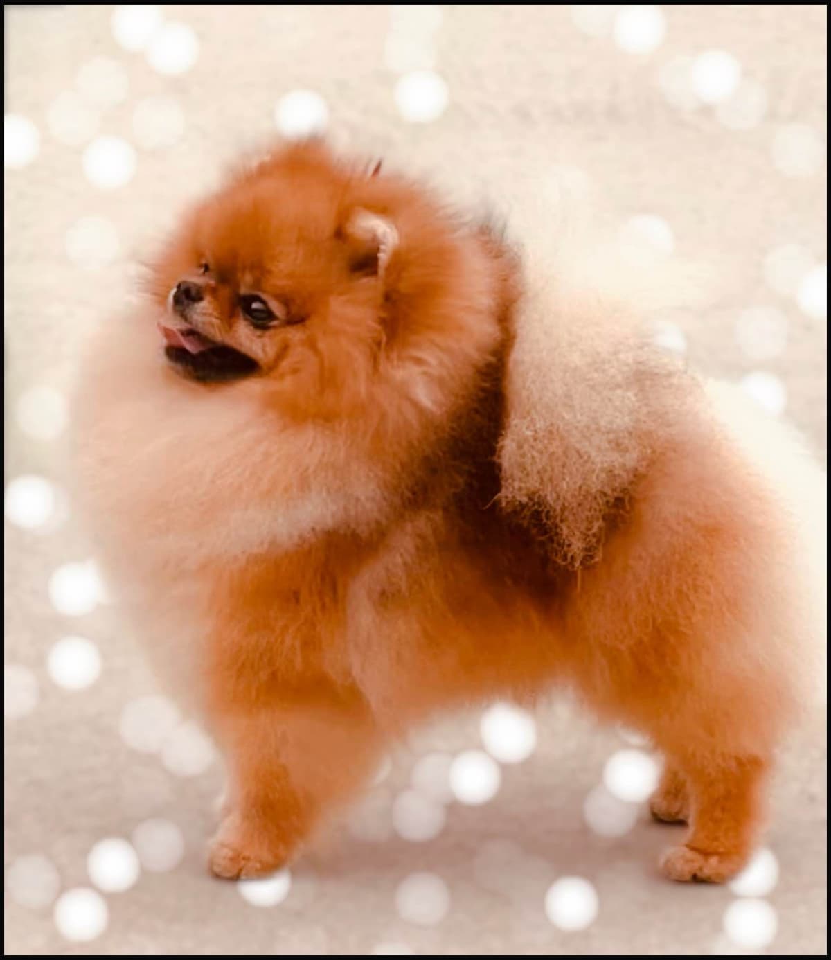 Pomeranian Puppies breeder image 18