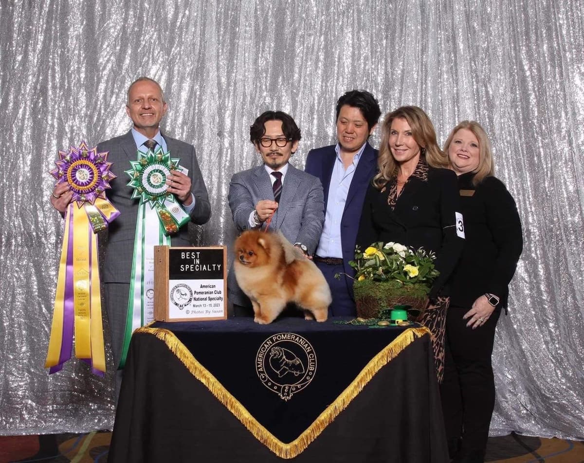 Pomeranian Puppies breeder image 21
