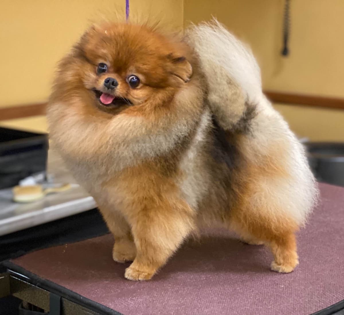 Pomeranian Puppies breeder image 22