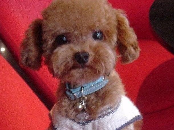 Black w/ White Markings Large Mini / Small Moyen/ Klein Poodle Boy breeder image 1