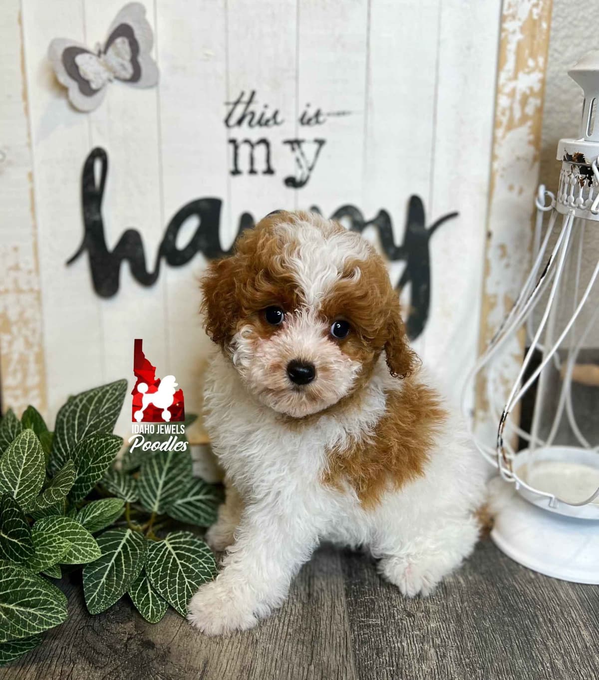 Black w/ White Markings Large Mini / Small Moyen/ Klein Poodle Boy breeder image 4