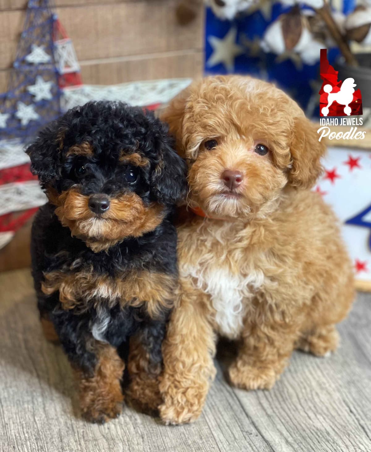 Black w/ White Markings Large Mini / Small Moyen/ Klein Poodle Boy breeder image 8