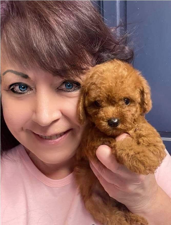 Black w/ White Markings Large Mini / Small Moyen/ Klein Poodle Boy breeder image 11