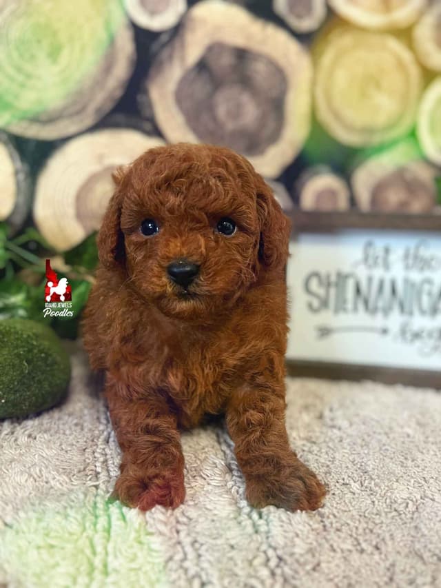 Gorgeous Red Toy Poodle Boy, Available as a Pet!  7-9 lbs media 2