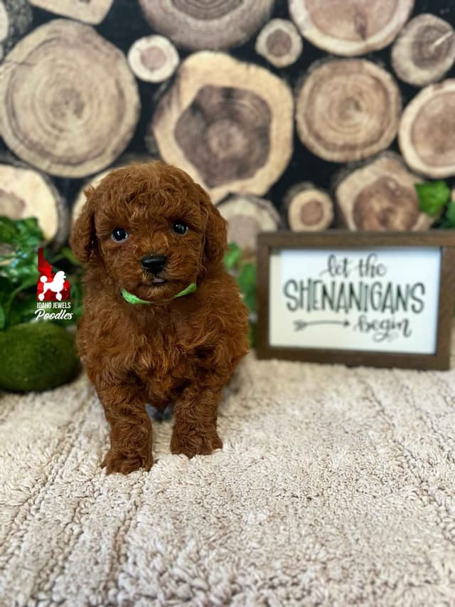 Gorgeous Red Toy Poodle Boy, Available as a Pet!  7-9 lbs media 3