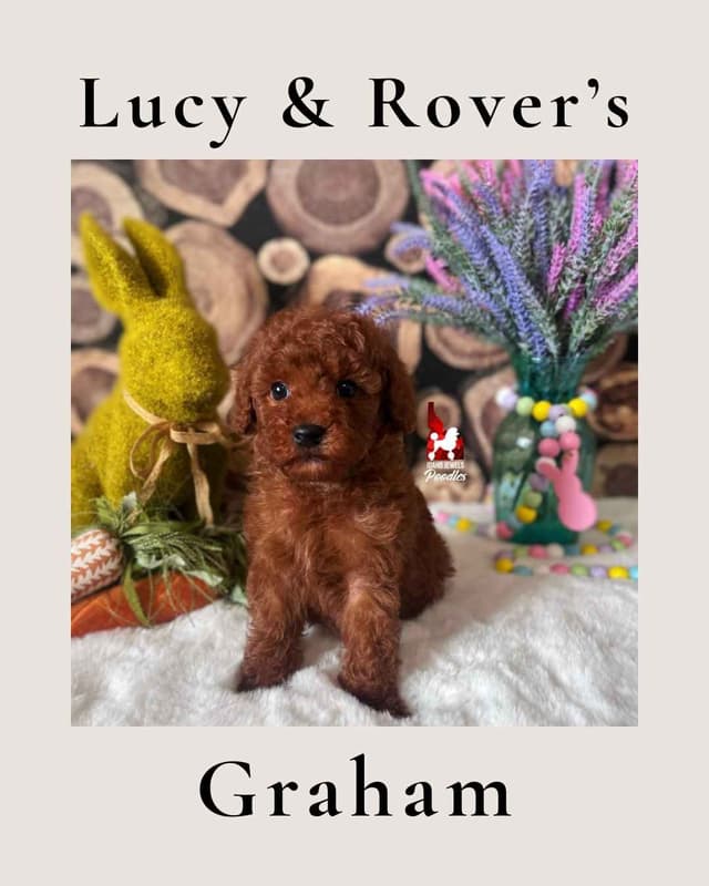 Solid Red Mini Poodle Puppy Boys, Full AKC Option Available media 8