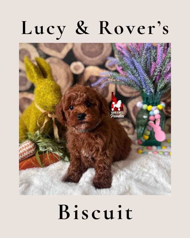 Solid Red Mini Poodle Puppy Boys, Full AKC Option Available media 22