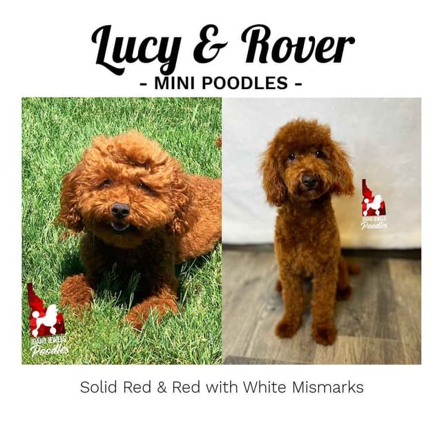 Solid Red Mini Poodle Puppy Boys, Full AKC Option Available media 23