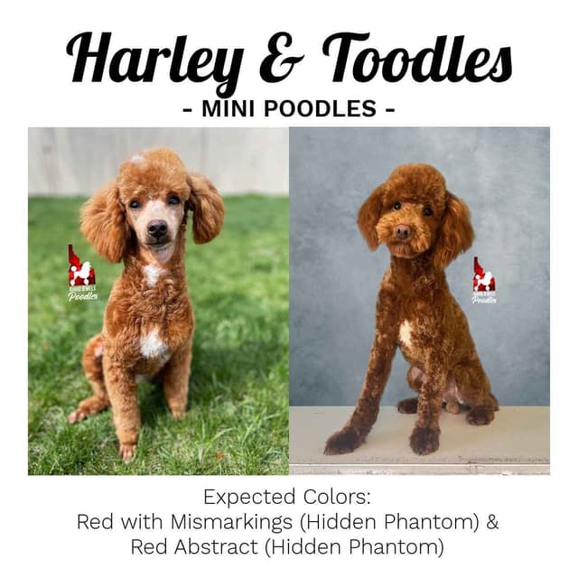 Red Poodle Mini Boy, Super Sweet Temperament, and VERY Eager to Please media 14