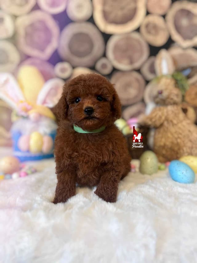 Gorgeous Red Toy Poodle Boy, Available as a Pet!  7-9 lbs media 4