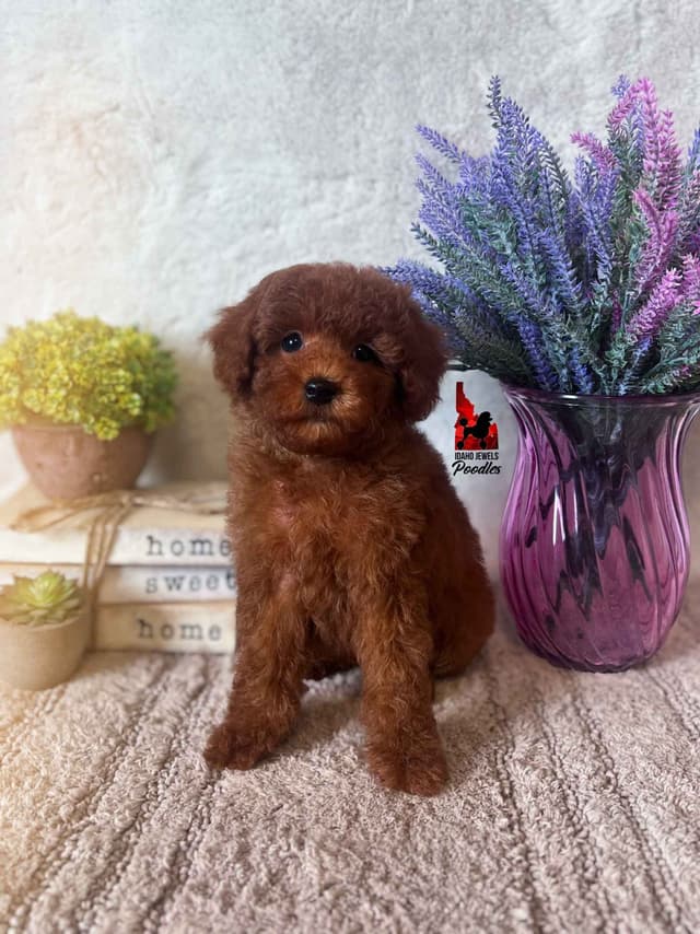 Solid Red Mini Poodle Puppy Boys, Full AKC Option Available media 7