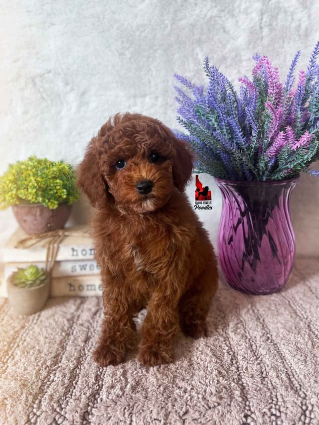 Solid Red Mini Poodle Puppy Boys, Full AKC Option Available media 21