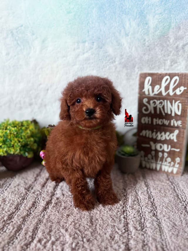 Gorgeous Red Toy Poodle Boy, Available as a Pet!  7-9 lbs media 5