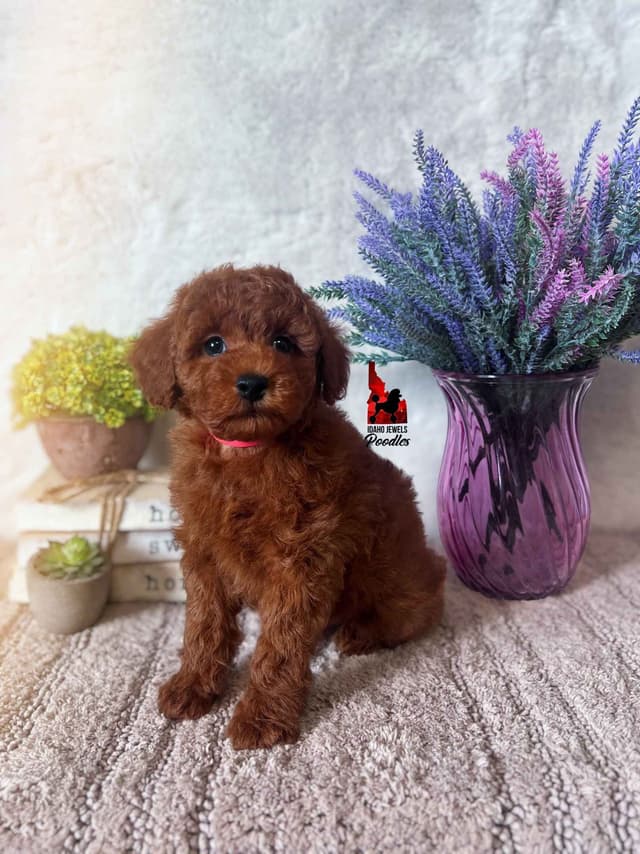 Solid Red Mini Poodle Puppy Boys, Full AKC Option Available media 14