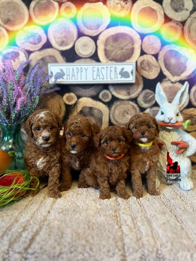 Red Poodle Mini Boy, Super Sweet Temperament, and VERY Eager to Please media 13