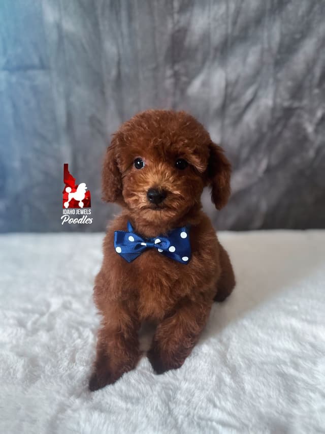 Gorgeous Red Toy Poodle Boy, Available as a Pet!  7-9 lbs media 6