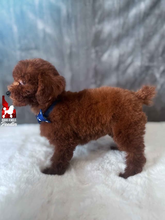 Gorgeous Red Toy Poodle Boy, Available as a Pet!  7-9 lbs media 7