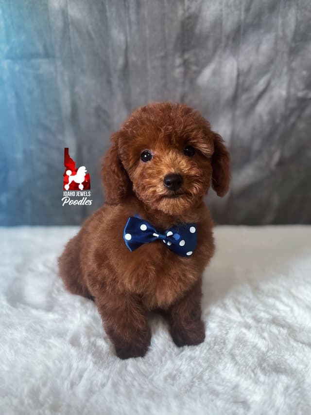 Gorgeous Red Toy Poodle Boy, Available as a Pet!  7-9 lbs media 8