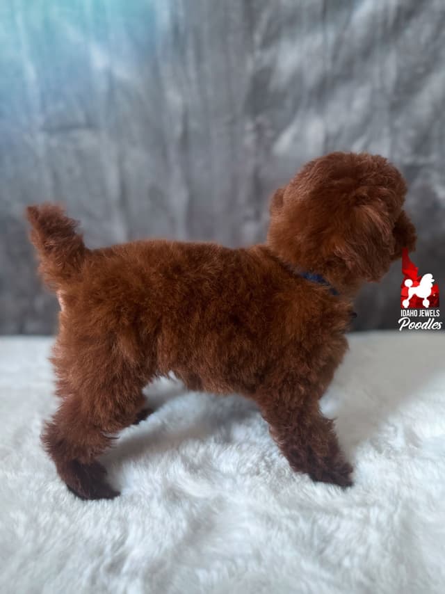 Gorgeous Red Toy Poodle Boy, Available as a Pet!  7-9 lbs media 9