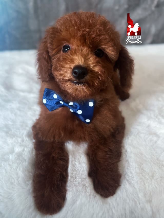 Gorgeous Red Toy Poodle Boy, Available as a Pet!  7-9 lbs media 10