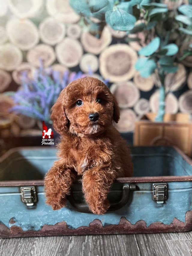 Solid Red Mini Poodle Puppy Boys, Full AKC Option Available media 20