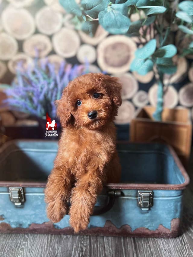 Solid Red Mini Poodle Puppy Boys, Full AKC Option Available media 5