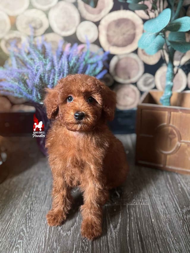 Solid Red Mini Poodle Puppy Boys, Full AKC Option Available media 6