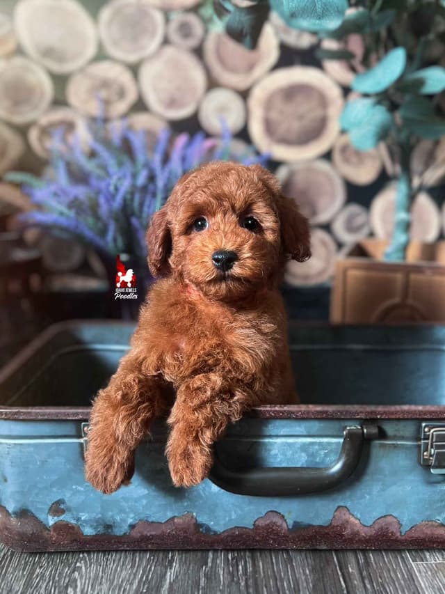 Solid Red Mini Poodle Puppy Boys, Full AKC Option Available media 13