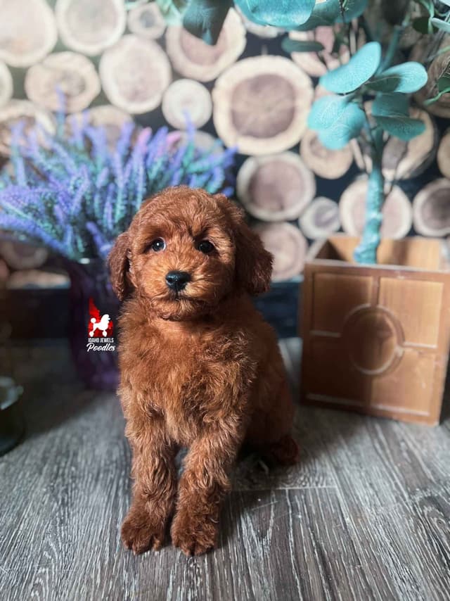 Solid Red Mini Poodle Puppy Boys, Full AKC Option Available media 12