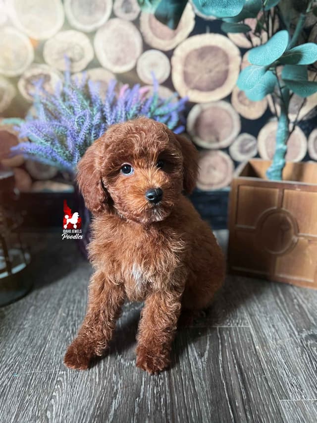 Solid Red Mini Poodle Puppy Boys, Full AKC Option Available media 19