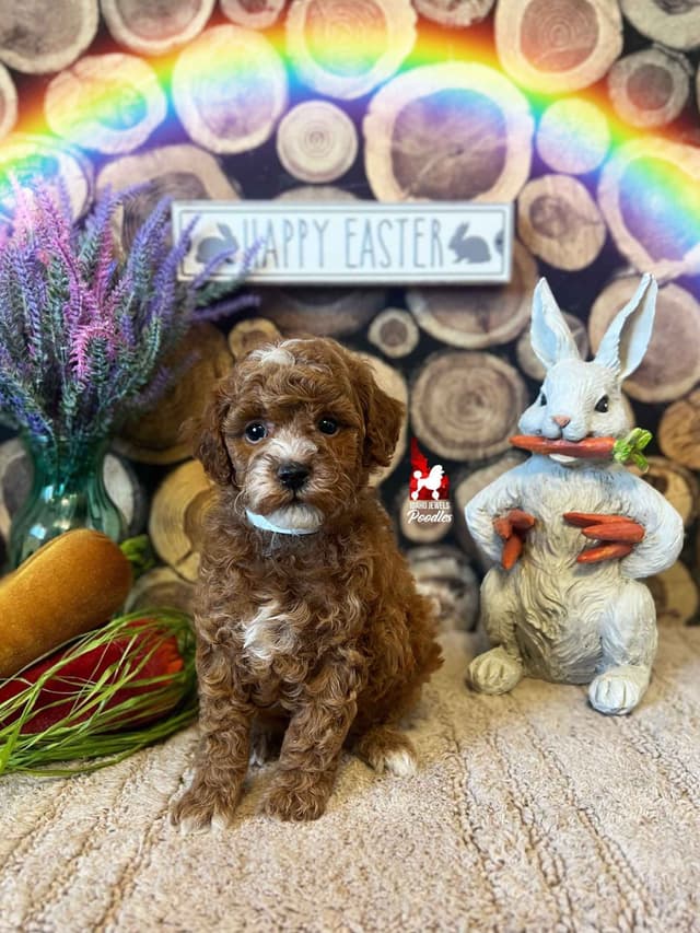 Red Poodle Mini Boy, Super Sweet Temperament, and VERY Eager to Please media 12