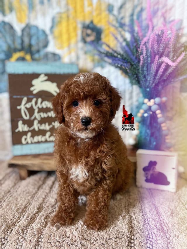 Red Poodle Mini Boy, Super Sweet Temperament, and VERY Eager to Please media 11