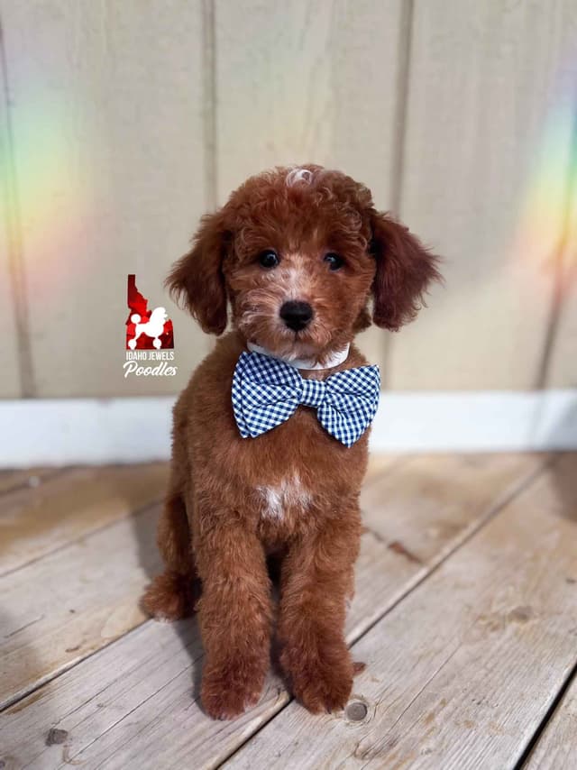 Red Poodle Mini Boy, Super Sweet Temperament, and VERY Eager to Please media 9